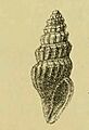 Awateria crossei 001