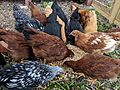 Backyard heritage chickens eating kitchen food waste