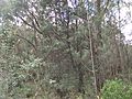 Banksia integrifolia subsp. monticola 04