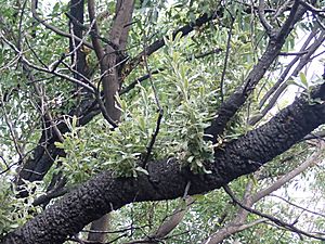 Banksia serrata P5270217