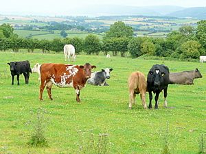 Beef cattle at St. Wulstan's Farm - geograph.org.uk - 1404207