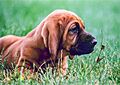 Beulah at Five & A Half Weeks on Jan Coffman's Farm, Walkerville, MD June 1999 by Asilverstein