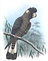 Birds of Australia Mathews vol 6 plate 284