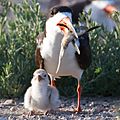 Black Skimmer and Chick by Dan Pancamo