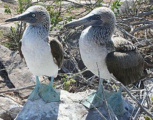 Blue-footed Booby Comparison