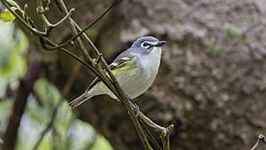 Blue-headed vireo 52214148185