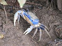 Blue crab.jpeg