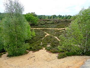 Broxhead Common - geograph.org.uk - 1411608