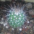 Cactus photo-Mammillaria Nejapensis