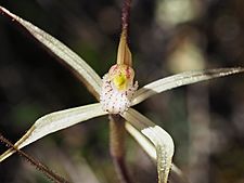 Caladenia paradoxa labellum