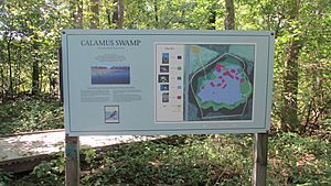 CalamusSwamp1