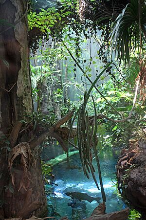 California Academy of Sciences rainforest scene