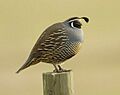 California quail.jpg