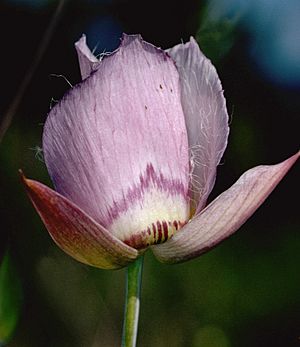 Calochortus greenei (Greene's mariposa lily) (33362137282).jpg
