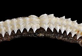 Centrophorus granulosus upper teeth