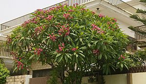 Champa tree with pink flowers in Islamabad, Pakistan.jpg