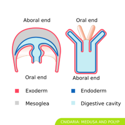 Cnidiria medusa and polip svg hariadhi