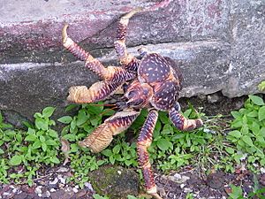 Coconut Crab on Chagos Archipelago