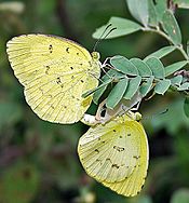 Common Grass Yellow (Eurema hecabe) mating in Narshapur, AP W IMG 0776