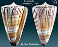 Conus generalis 8