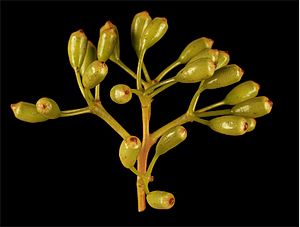 Corymbia haematoxylon buds