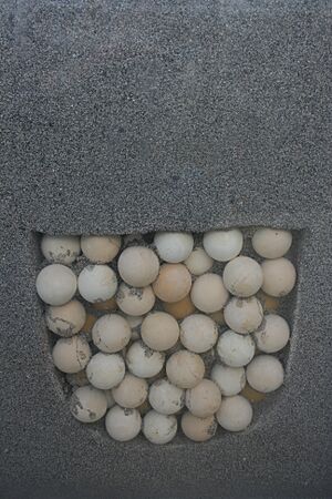 Coupe-nid-tortue-Kélonia