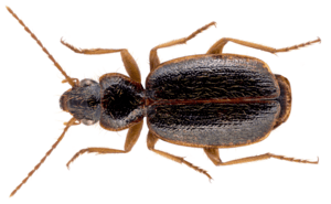 Cymindis cincta Brullé, 1839 (15812338954).png