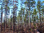 Pine forest in De Soto.