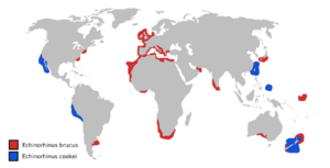 Echinorhinus species distmaps.svg