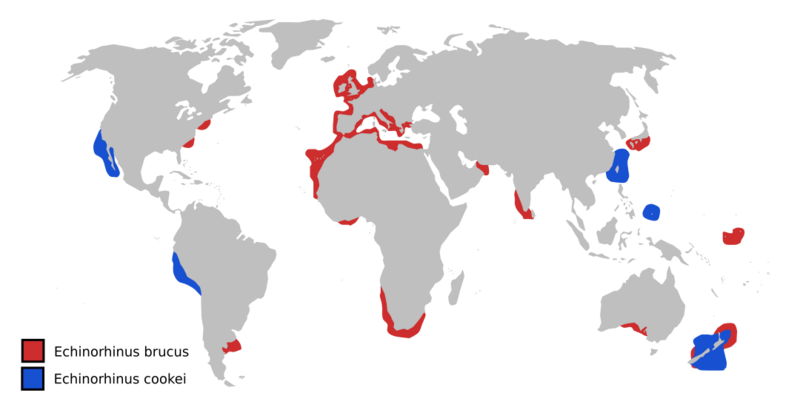 Echinorhinus species distmaps