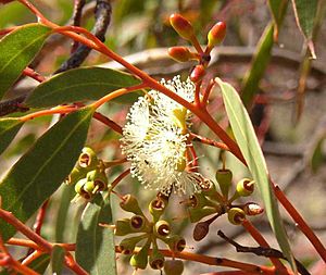 Eucalyptus-oleosa-buds.jpg