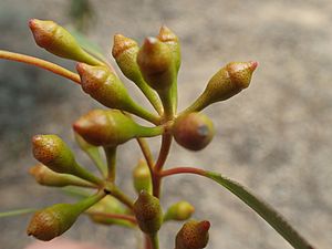 Eucalyptus comitae-vallis buds (2)