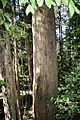 Eucalyptus oreades trunk Katoomba