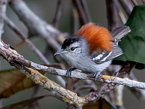 Euchrepomis spodioptila - Ash-winged antwren (male); Manaus, Amazonas, Brazil.jpg