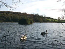 Serene lake with two swans and islet with woods in background