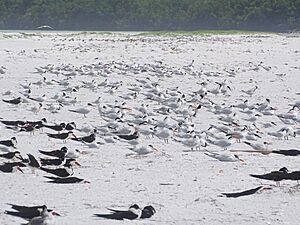 Fort De Soto birds