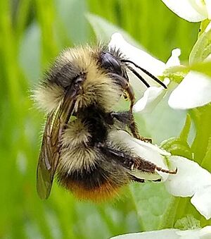 Frigid bumblebee
