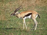 Gazella thomsonii Thomsons Gazelle in Tanzania 2573 Nevit