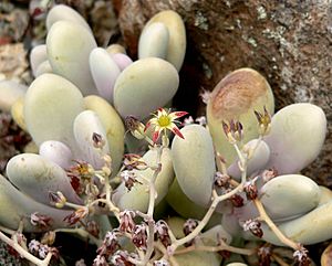 Graptopetalum amethystinum 2