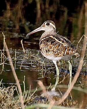Greater Painted-snipe (Male) I2 IMG 9477.jpg