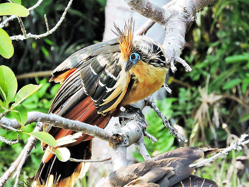 Hoatzin (Chalalan)