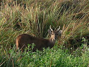 Hog deer in Terai grassland