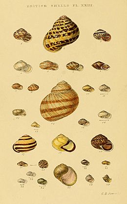 Illustrated Index of British Shells Plate 23