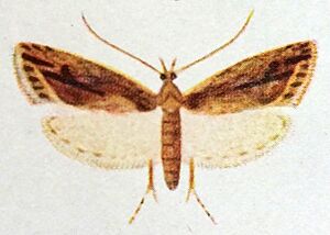 Izatha caustopa by George Vernon Hudson