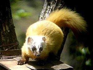Japanese Marten