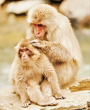 Japanese Snow Monkey (Macaque) Mother Grooms Her Young