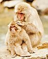 Japanese Snow Monkey (Macaque) Mother Grooms Her Young