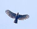 Javan Hawk Eagle (Spizaetus bartelsi) (464508083)