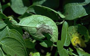 Symptom of late blight on the underside of a potato leaf