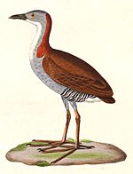 Laterallus exilis 1838